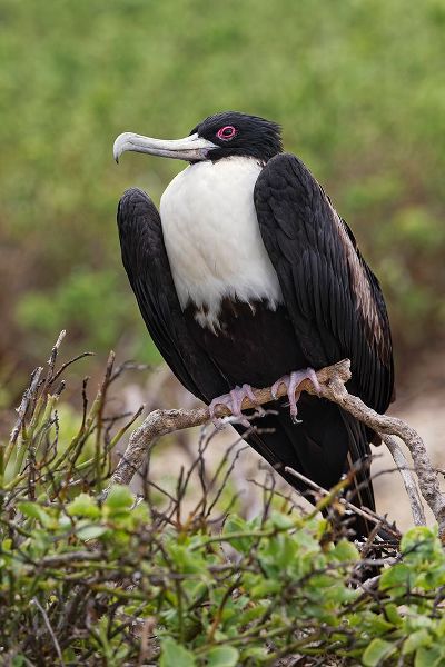 Jones, Adam 아티스트의 Female Great frigatebird-Genovesa Island-Ecuador작품입니다.
